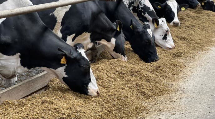 Тваринництво Тернопільщини у 2025 році посіло перше місце в Україні