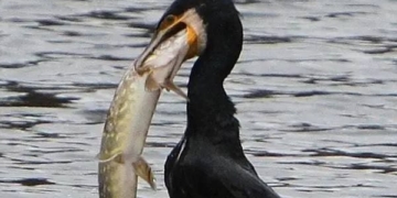 стан річки Стрипа