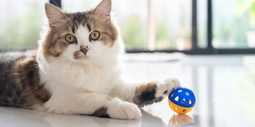 біло-сірий кіт