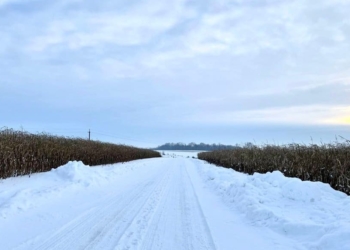 Аграрій з Тернопільщини через несприятливу погоду не встиг зібрати кукурудзу