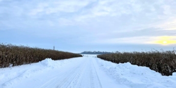Аграрій з Тернопільщини через несприятливу погоду не встиг зібрати кукурудзу