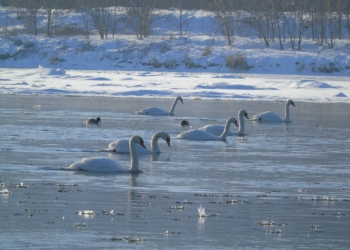 зосередження водоплавних птахів