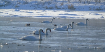 зосередження водоплавних птахів
