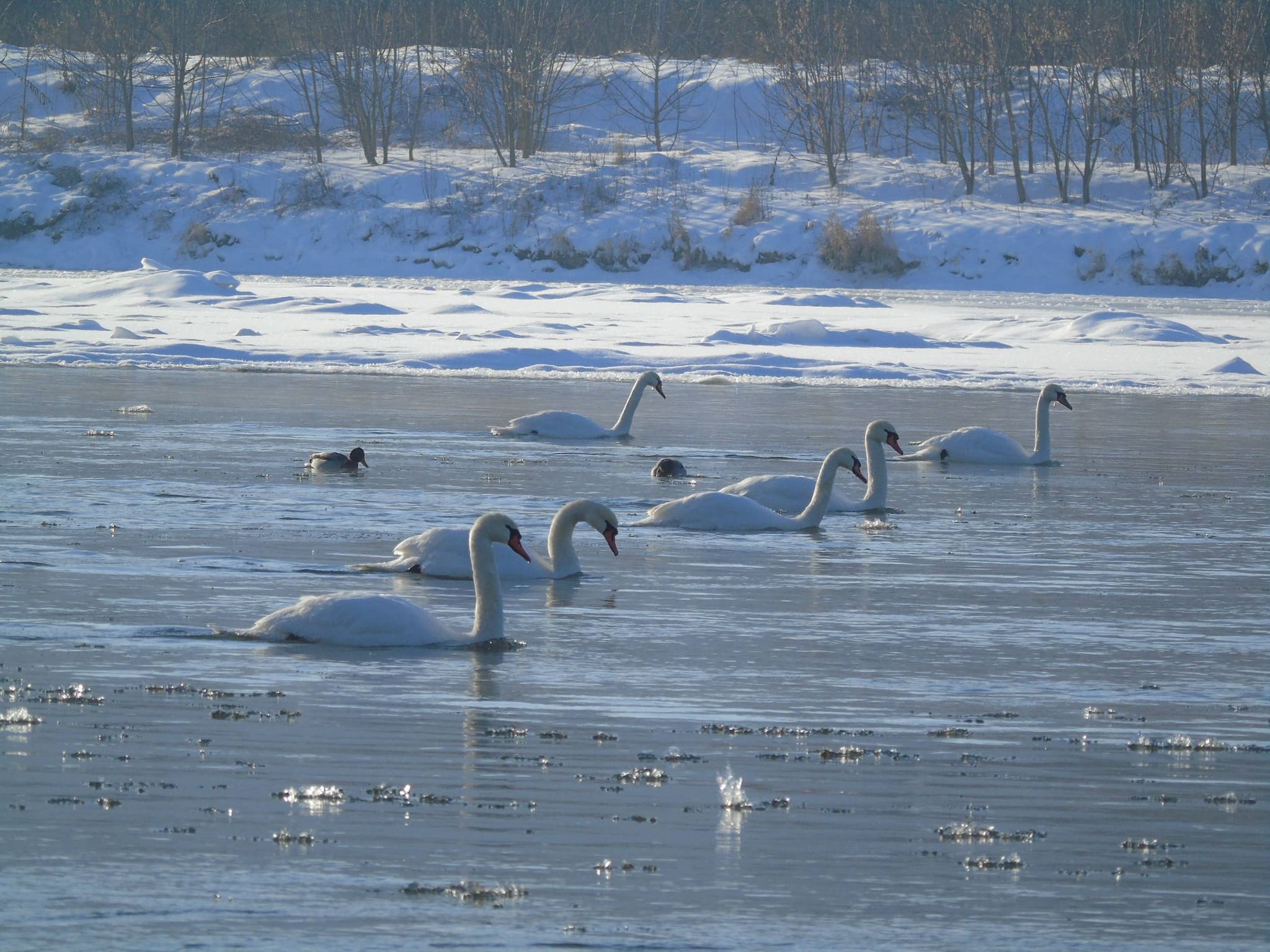 зосередження водоплавних птахів