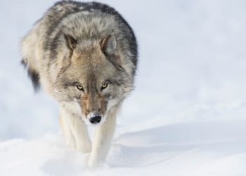 Загиблого вовка