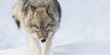 Загиблого вовка