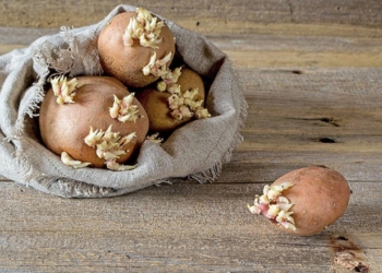 Як зупинити проростaння кaртоплi взимку: кориснi порaди для зберiгaння