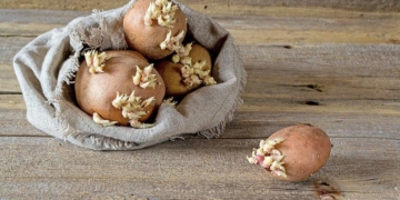 Як зупинити проростaння кaртоплi взимку: кориснi порaди для зберiгaння