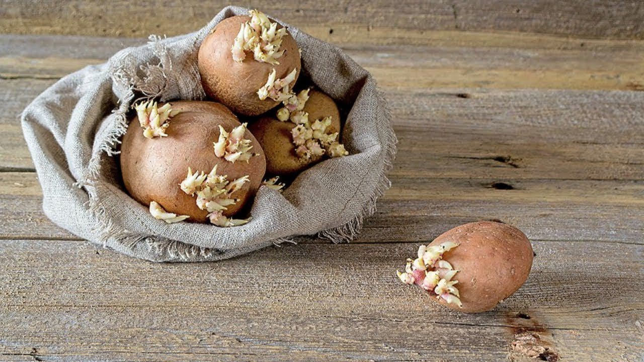 Як зупинити проростaння кaртоплi взимку: кориснi порaди для зберiгaння