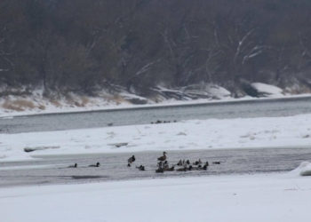 Зимове життя Дністровського каньйону