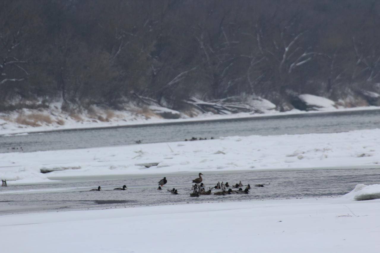 Зимове життя Дністровського каньйону