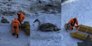 рятували лебедя