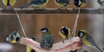 Підгодівля птахів взимку