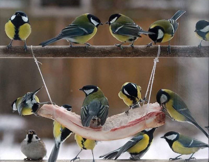 Підгодівля птахів взимку: як допомогти птахам і не нашкодити