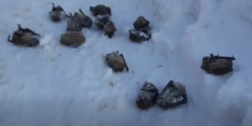 замерзлих кажанів