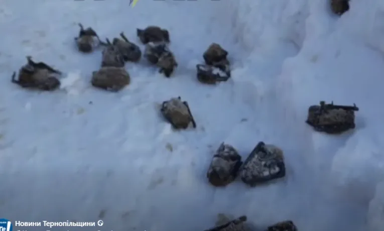 Замерзлі кажани у Тернополі: що сталося на масиві «Дружба»