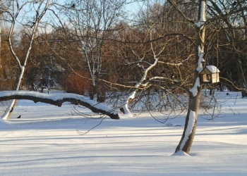 Ожеледиця і мороз: якою буде погода на Тернопільщині 3 та 4 січня