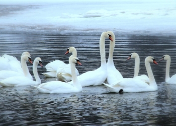 Зимівля лебедів-шипунів