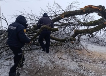 Негода на Тернопільщині: під Підгайцями обледеніле дерево заблокувало трасу