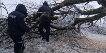 Негода на Тернопільщині: під Підгайцями обледеніле дерево заблокувало трасу
