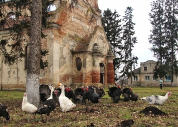 костел великий ходачків