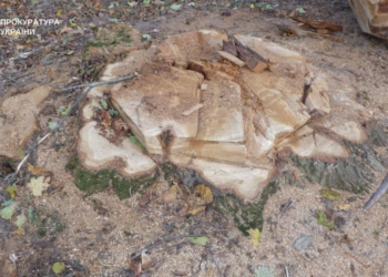 незаконному нищенні лісових насаджень