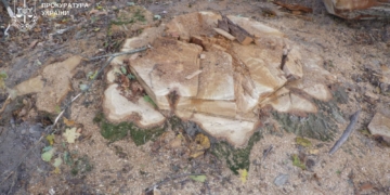 незаконному нищенні лісових насаджень