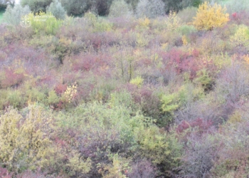 розширення своїх кордонів