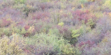 розширення своїх кордонів