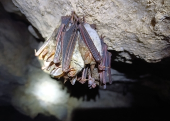 обстеження печер