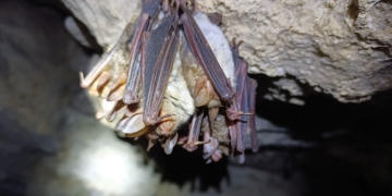 обстеження печер