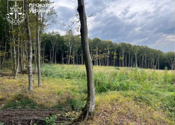 системні зловживання службовців лісового господарства