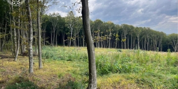 системні зловживання службовців лісового господарства