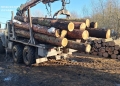 розкрадання лісових ресурсів