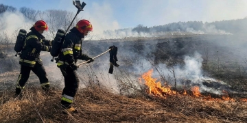 Гористь трава