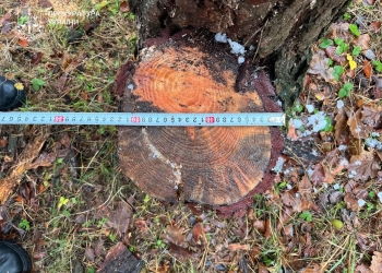 Кременецьке лісове господарство