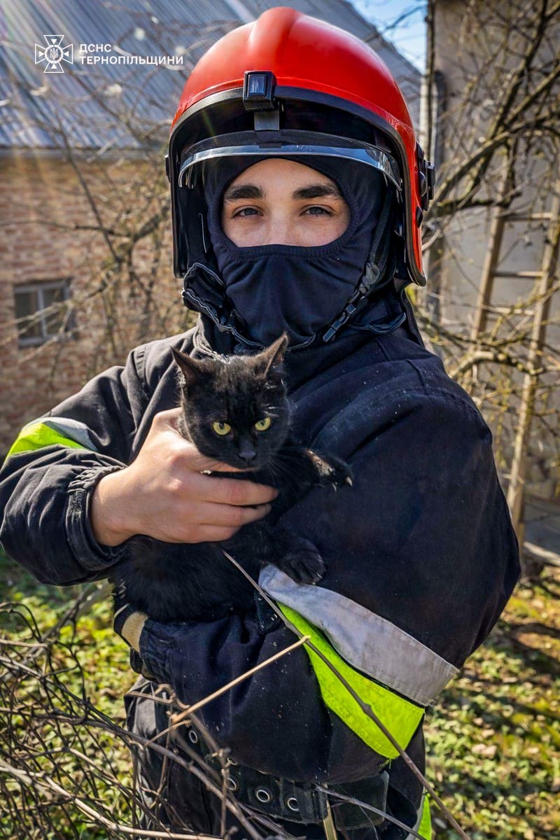 Операція «Кіт на даху»: як рятували тварину в Копичинцях