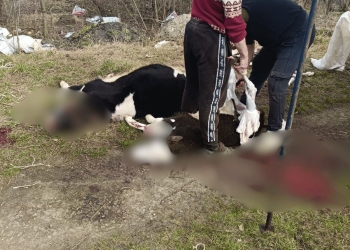 поширення небезпечної м’ясної продукції