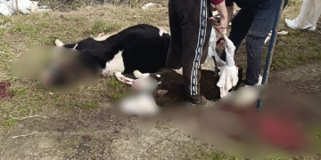 поширення небезпечної м’ясної продукції