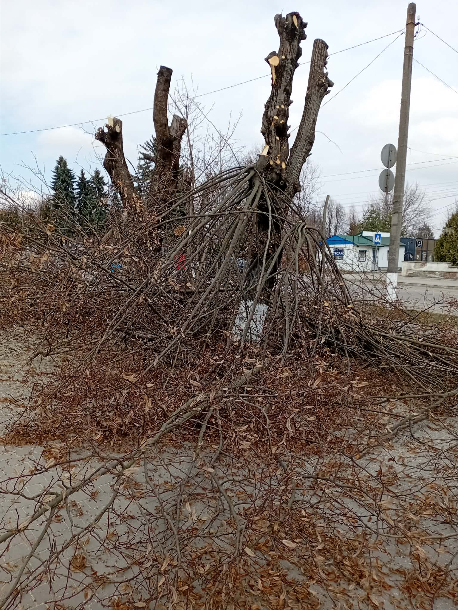 радикальна обрізка дерев
