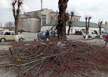 радикальна обрізка дерев