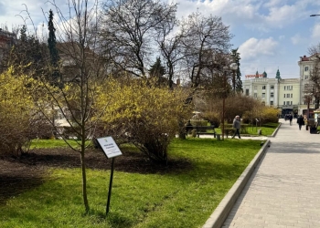 Підтримуй ЗСУ - посади іменне дерево