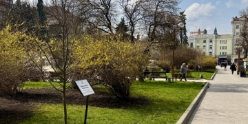 Підтримуй ЗСУ - посади іменне дерево