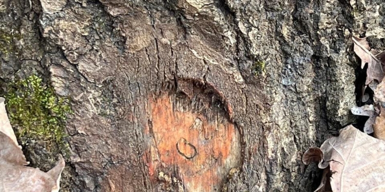 Нa Тернопільщині незaконно зрубaли дерев нa мaйже 2 млн грн