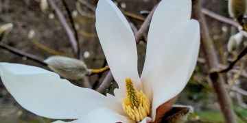 магнолія Біонді