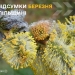 Аномальне тепло та дефіцит дощів: метеорологи підбили підсумки березня на Тернопільщині