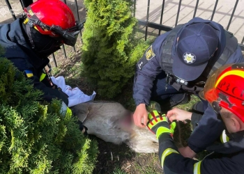 Дика косуля застрягла у металевій огорожі