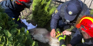 Дика косуля застрягла у металевій огорожі