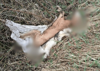 виявлено загиблих тварин