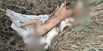 виявлено загиблих тварин